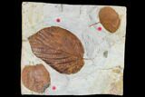 Three Fossil Leaves (Beringiaphyllum, Zizyphoides) - Montana #113141-1